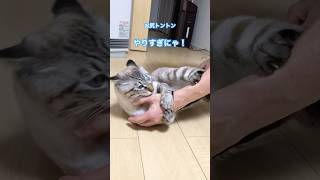 ねこやなぎトゥータンお尻トントンやりすぎ注意#猫のいる暮らし #保護猫 #猫動画 ＃やりすぎ注意