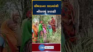 ગયાના 70 વર્ષ જૂના લીમડાના ઝાડમાંથી અચાનક નીકળવા લાગ્યું પ્રવાહી, ગ્રામજનો થયા આશ્વર્યચકિત.....