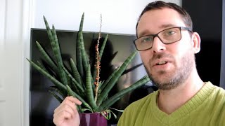 Starting Snake Plant (Sansevieria) from Seed - Harvesting seed to Sprouting