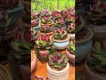 @hisucculents succulent echeveria agavoides casio