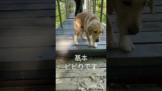 ゴルと散歩【ゴル7ヶ月】 #愛犬 #ゴールデンレトリバー #dog #goldenretriever #shorts