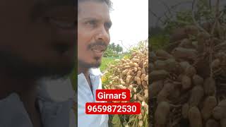 Girnar 5 seeds Available