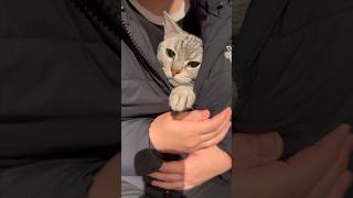 【猫動画】パパの服の中で温まる猫が天使すぎる‼︎笑 #shorts