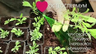 Остик из ЧЕРЕНКА -пикировка, прищипка, формирование куста!