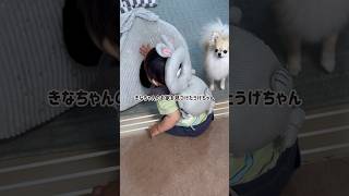 自分のお家を弟から守る愛犬#shorts #ポメチワ #きなちゃんねる #小型犬 #smalldog #ミックス犬 #犬と赤ちゃん