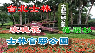 台北士林｜士林官邸公園#玫瑰花\u0026落羽杉 @ H.Y.