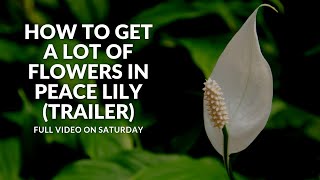 How to get a lot of Flowers in Peace Lily | Trailer | #shorts