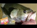 FISH DOSE TRICKS! Bass Jumps OUT OF WATER After Being Released!🤯🤯 #Shorts