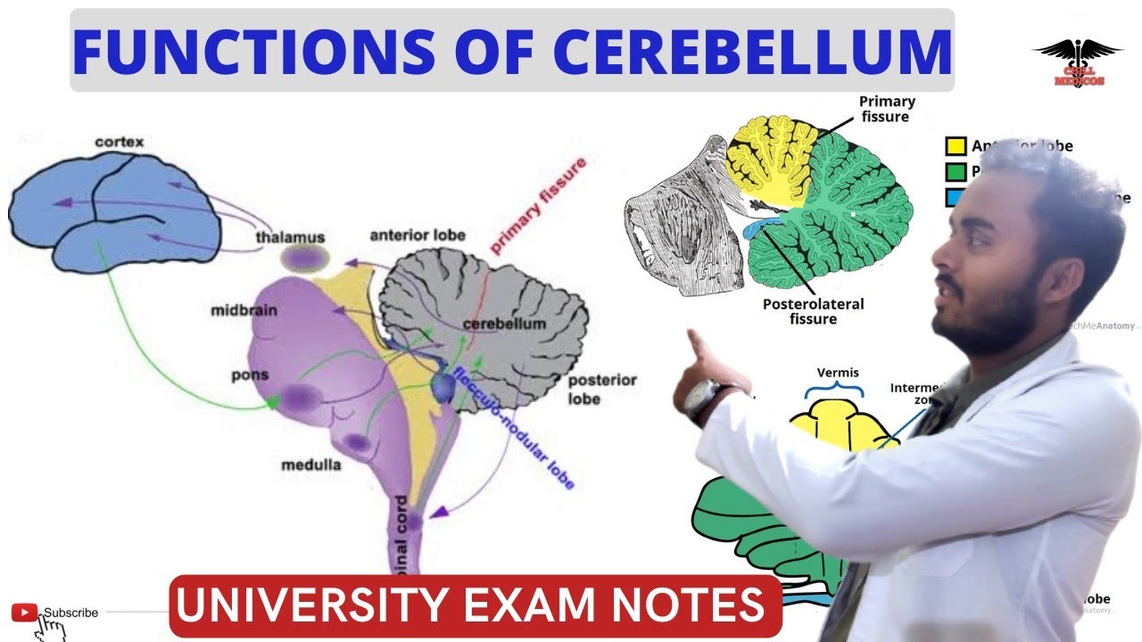 Functions Of Cerebellum|| Connection Of Cerebellum|| CNS Physiology ...