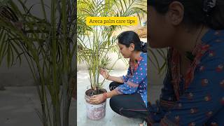 Areca Palm care tips...