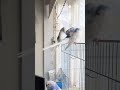 セキセイ男子 熟年 の羽繕い🪶　 birds セキセイインコ budgies