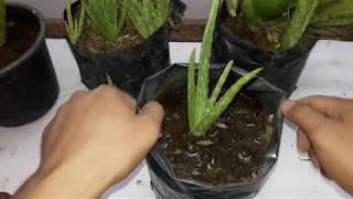 How to Grow Aloe Vera Plant at Home