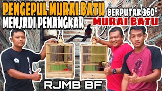 Pengepul Murai Batu Muda Hutan Yang Berputar 360° Sukses Menjadi Penangkar Murai Batu Trah Lapangan