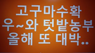 [텃밭농부. 417] 고구마수확 우~와!  올해 또 대박.고구마재배.고구마수확