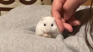 ママの膝の上でおやつタイムの巻🐹