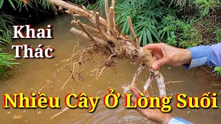 Khai Thác Nhiều Cây Ở Lòng Suối Về Làm Bonsai