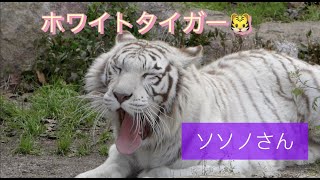 ホワイトタイガー🐯ソソノさん💖