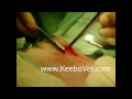 castration in male dog watch veterinarian doctor performs surgery