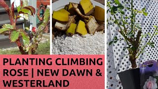 PLANTING CLIMBING ROSES | NEW DAWN AND WESTERLAND ROSE