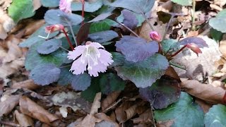 自然と絶景の宝庫！岡山県立森林公園を周遊トレッキング