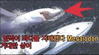 [동영상 유머] - 충격！ 일찍이 바다를 지배했다 Megalodon 거대한 상어