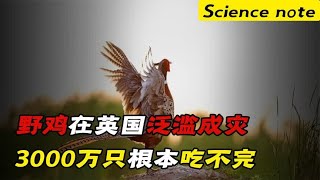 野鸡在英国泛滥成灾，3000万只根本吃不完，为何在我国是保护动物