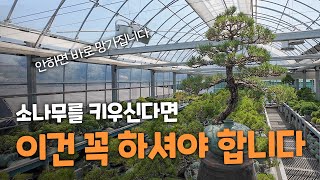 소나무 가치 2배 올리는 손질 방법