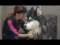 Husky dog EXTREME Grooming Makeover 6 Hour Transformation! 😳