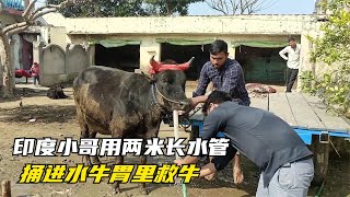 小哥将水管捅进水牛胃里，原来竟是为了救牛#小牛#動物#动物#動物救援#救援 #野生動物 #報恩 #感動 #感人#奇跡 #新聞 #真實新聞#鏡頭記錄 #真實故事 #救援 #救助