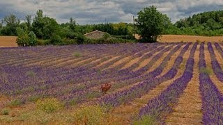 Provence - Lavendel und Ockerfelsen