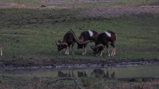 Moeflons Hoge Veluwe