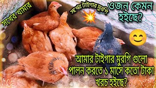 আমার টাইগার মুরগি গুলো পালন করতে ১ মাসে কতো টাকা খরচ হইছে?💥😊 / Tiger chicken farming / Tisha Agro