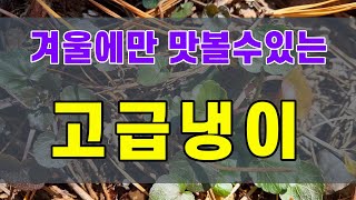 세상에서 가장비싼 고급냉이 는쟁이냉이(산갓)