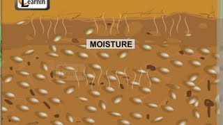Moisture in soil - experiment - Elementary Science