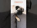 寝心地悪そうな場所で寝るパグ【パグ犬bubu】 dog pug 犬のいる暮らし