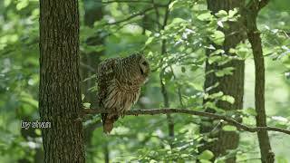 Sounds on for this classic barred owl hooting in high definition