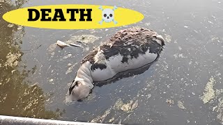 💥கண்ணு குட்டி💥 DEATH 😭🐄 சுரண்டை குளம் அருகே