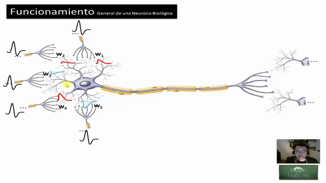 Redes Neuronales - 1.6 Funcionamiento Global De Una Neurona Biológica ...