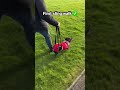 Sling Walking Dachshund IVDD