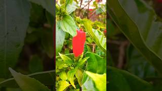 Phool Tumhe Bheja Hai फूल तुम्हे भेजा है | Season Flowers Lata Mangeshkar,Mukesh | Nutan, Manish|