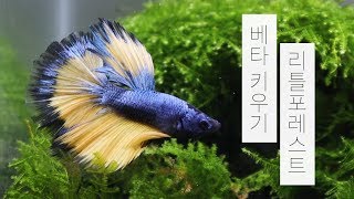 작은 숲속에서 베타 키우기 | 미니 삼각모스 | 미니 스펀지 여과기 | Betta Fish [SUB ENG]