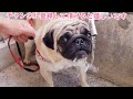 老犬のパグとチワワも恒例行事へ！田舎を満喫！