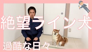 【柴犬】絶望ライン犬登場【犬】