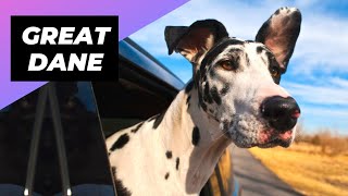 Great Dane 🐶 The Perfect Netflix Buddy!