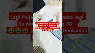 SEPERTI INILAH JIKA KUCING KEDINGINAN ⁉️❗❗🫵 #fypシ゚ #fypage #kucinglucu #youtubeshorts #youtubevideo