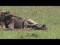 wildebeest birth calf up and running within 7 minutes