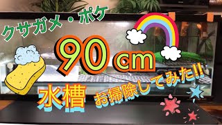 クサガメ・ポケ【新しいお家】90cm水槽《お掃除公開!!》