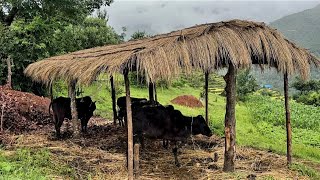 most Relaxing And peaceful mountain Nepali village daily activities of himalayan village lifestyl🇳🇵