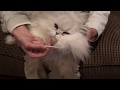 Cleaning Chinchilla Silver persian eyes  PLEASE CLICK THE CLOSED CAPTION 