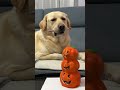 nowe zadanie 😱 labrador labradorretriever funny comedy śmiesznefilmiki funnydogs halloween